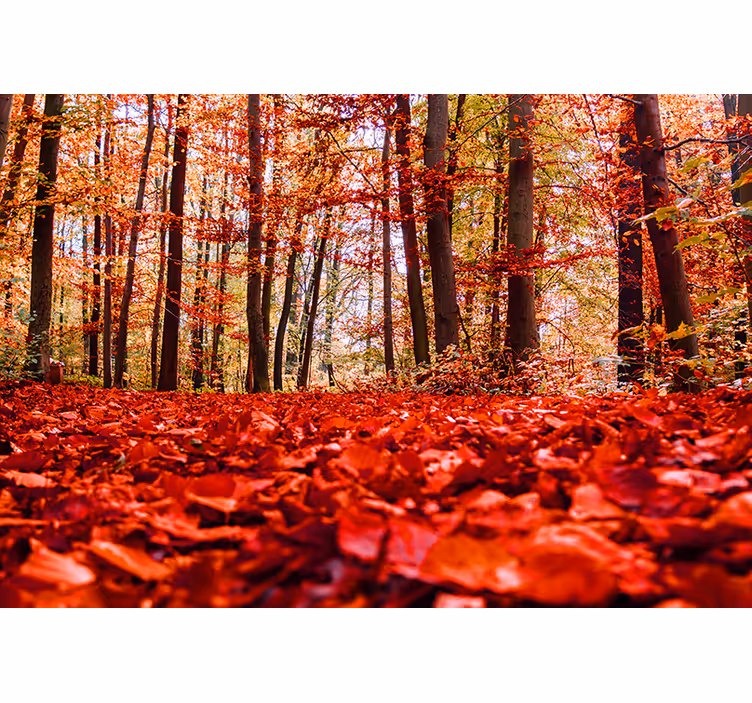Herfstbladerdak foto behang bos - TenStickers