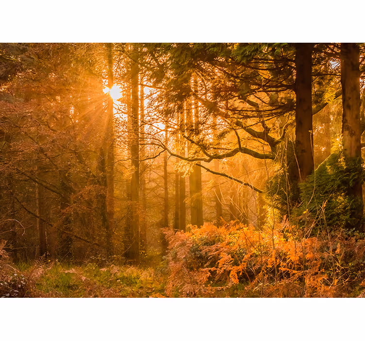 Verlicht boslandschap foto behang natuur - TenStickers