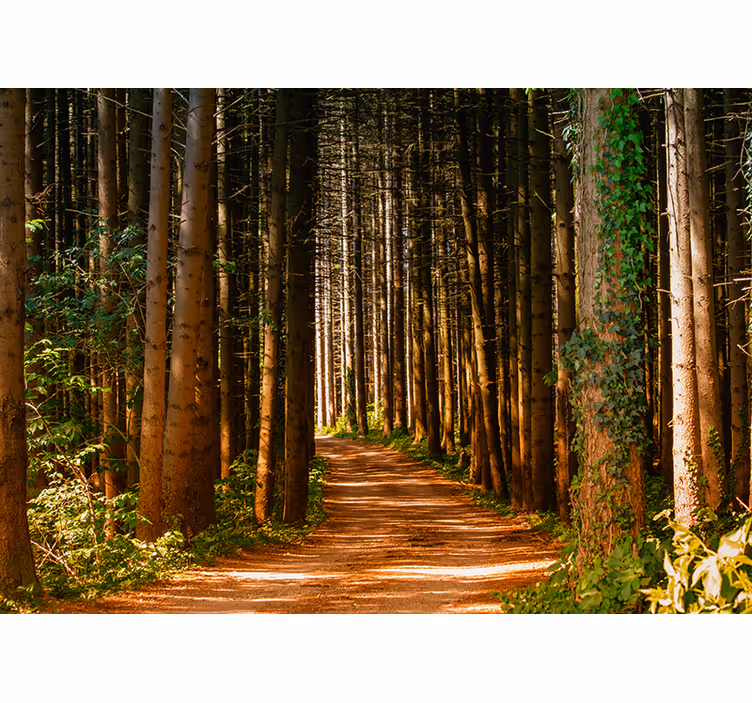 Foto behang bos betoverend bospad - TenStickers