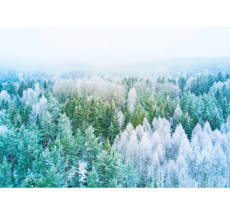 Uitzicht op het boslandschap foto behang natuur - TenStickers