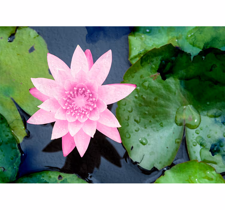 Roze lotusbloesem fotobehang bloemen - TenStickers