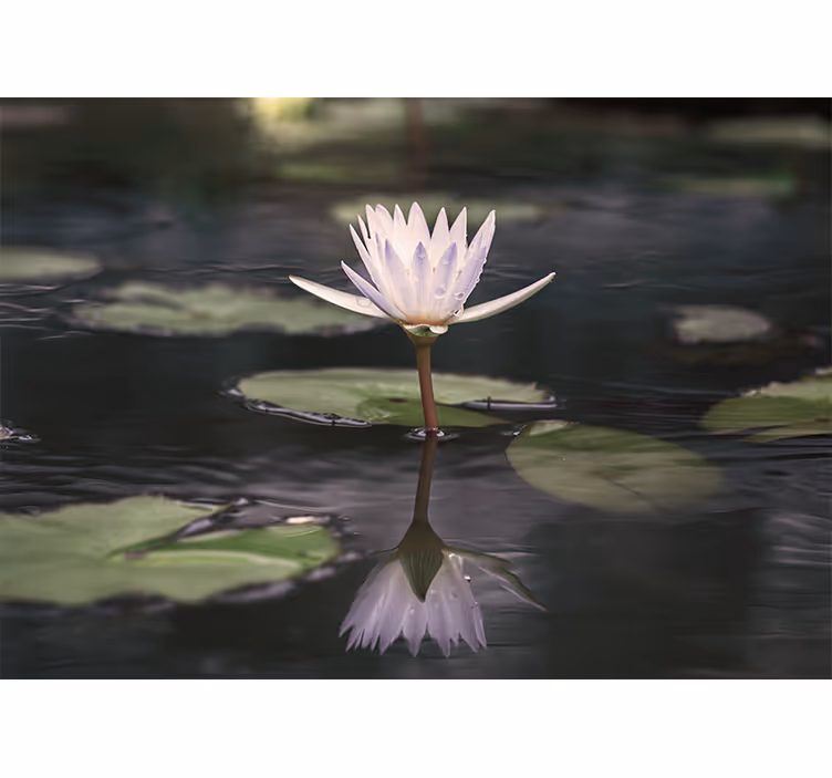Lotusbloem reflectie fotobehang bloemen - TenStickers