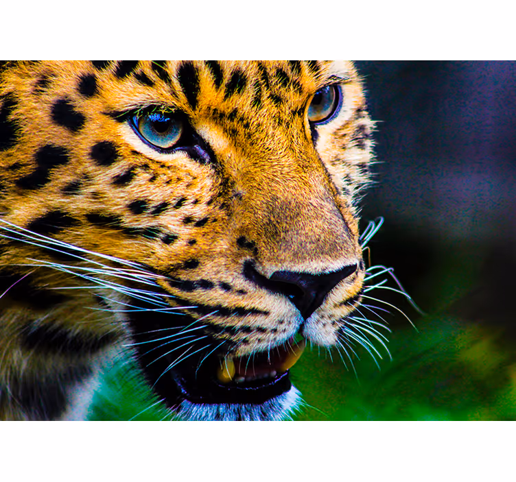Luipaard close-up fotobehang dieren - TenStickers