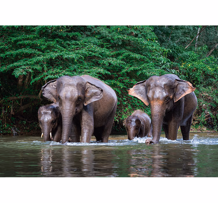 Olifanten in het water fotobehang dieren - TenStickers