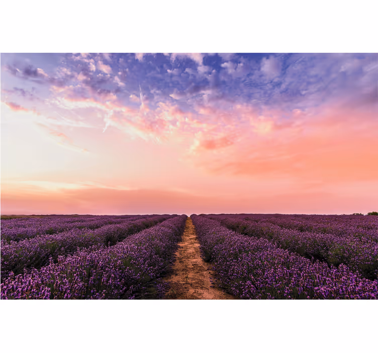 Lavendelveld zonsondergang fotobehang bloemen - TenStickers