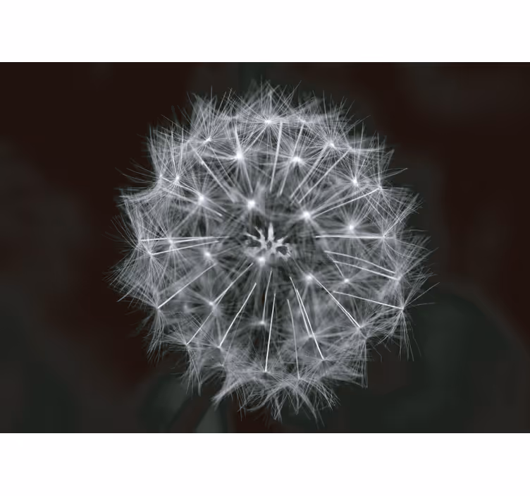 Fotobehang paardenbloem Blowball bloem grijs - TenStickers