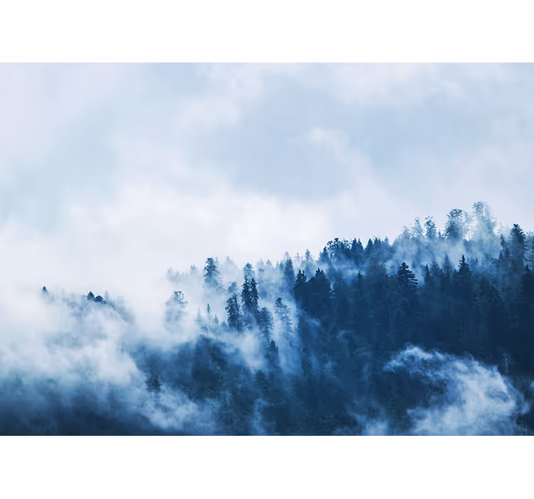 Foto behang natuur mistig boslandschap - TenStickers