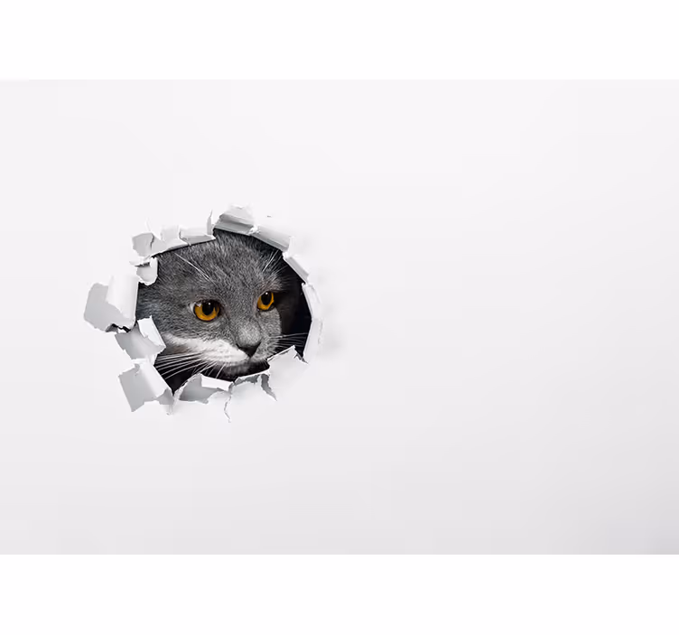 Nieuwsgierige kat die gluurt fotobehang dieren - TenStickers