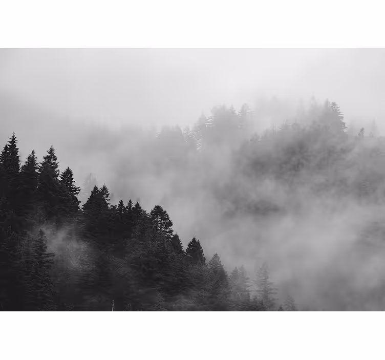 Behang bos vervaagd boslandschap - TenStickers