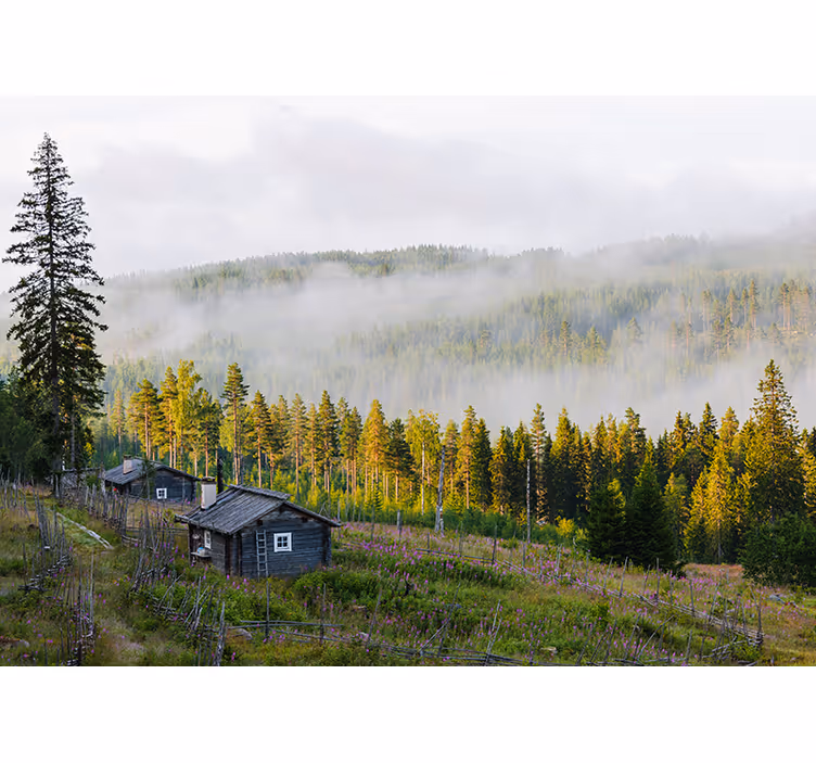 Mist bedekt bos fotobehang landschap - TenStickers