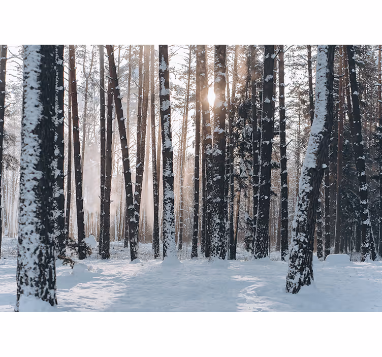 Winterse dennenbossen foto behang bos - TenStickers