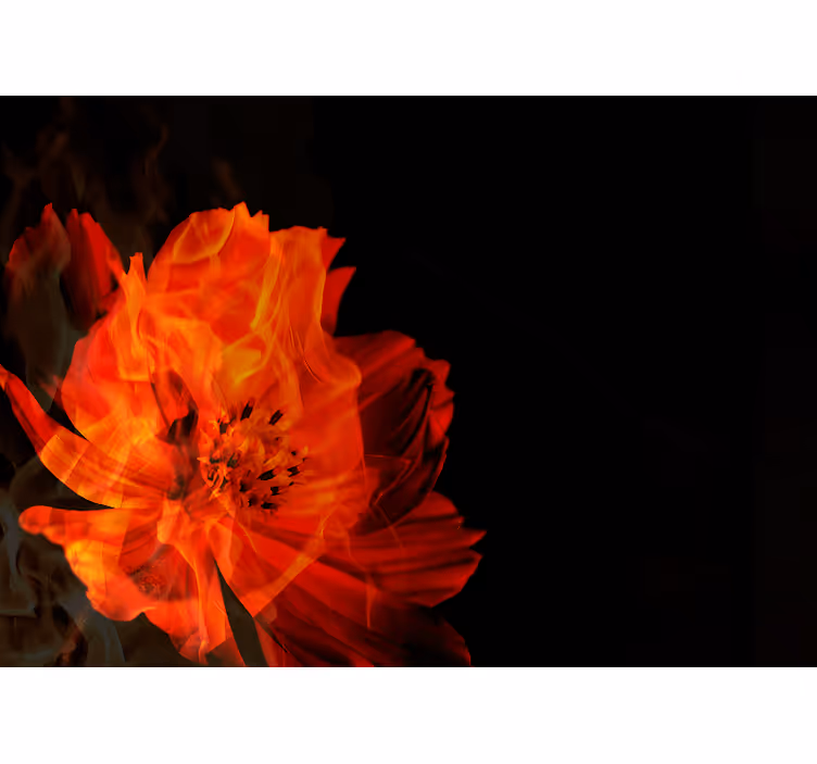 Vurige bloemenuitbarsting fotobehang andere bloemen - TenStickers