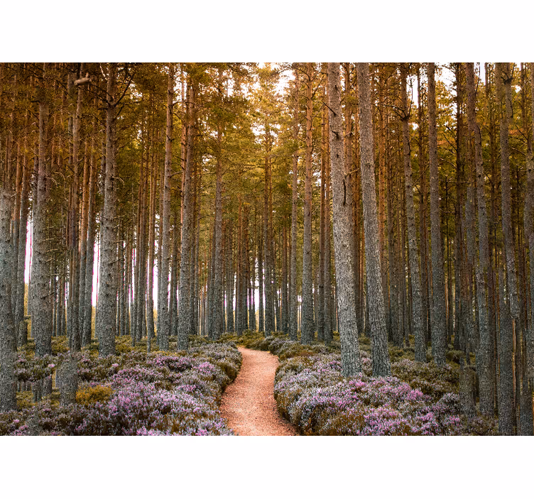 Bospad avontuur foto behang natuur - TenStickers