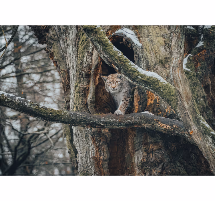 Lynx in de boom fotobehang dieren - TenStickers