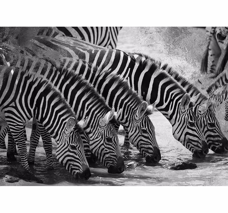 Zebra's drinken water fotobehang dieren - TenStickers