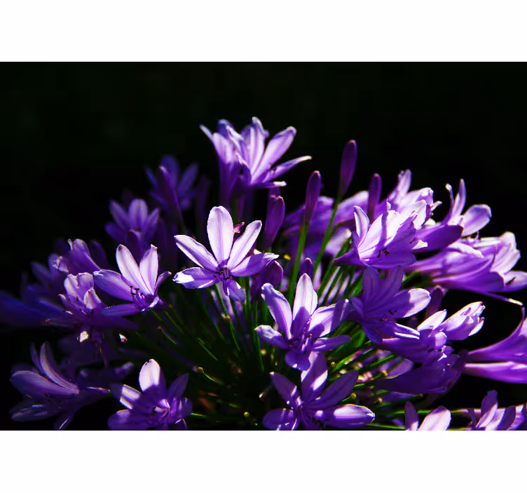 Paarse bloemenschoonheid fotobehang bloemen - TenStickers