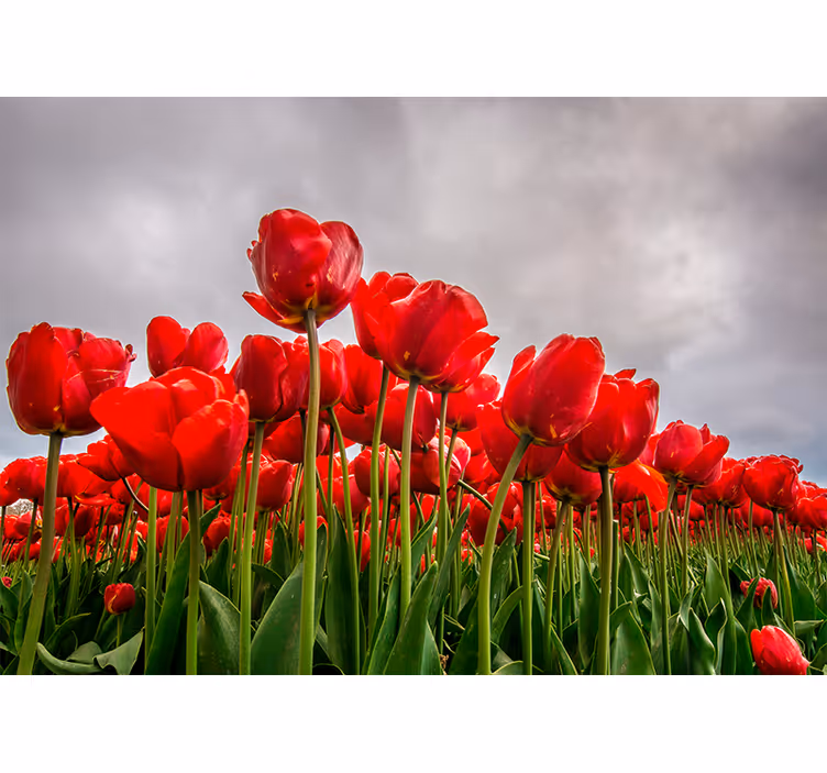 Rood tulpenveld fotobehang klaprozen - TenStickers