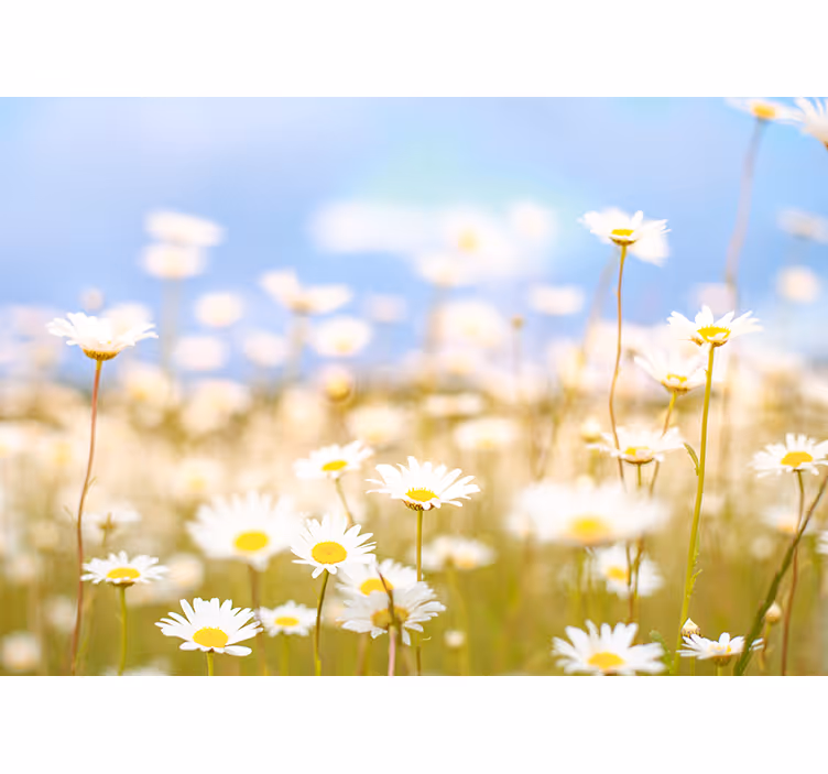 Madeliefjes in bloei fotobehang bloemen - TenStickers