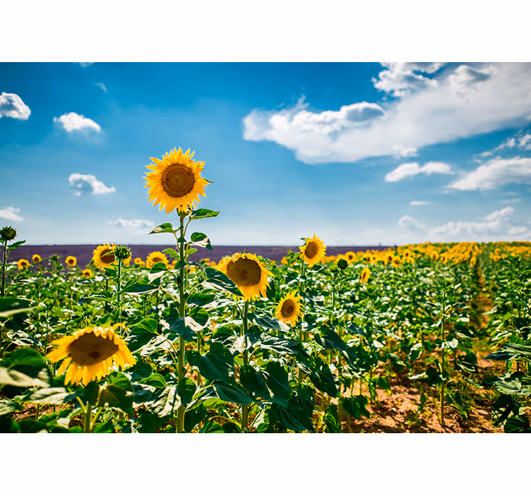 Zonnebloemveld gelukzaligheid fotobehang bloemen - TenStickers
