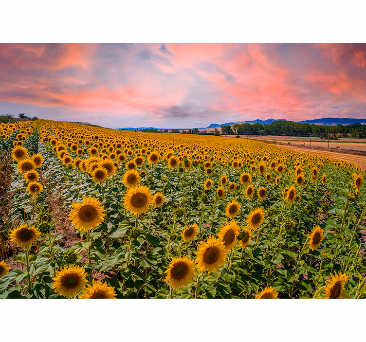 Fotobehang bloemen zonnebloemenveld uitzicht - TenStickers