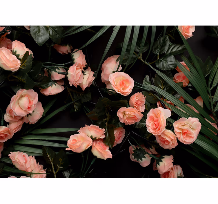 Zachtroze rozen fotobehang bloemen - TenStickers