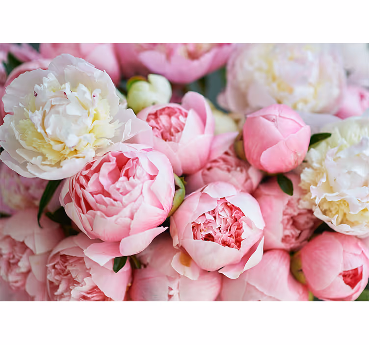 Fotobehang bloemen peony bloesem collectie - TenStickers
