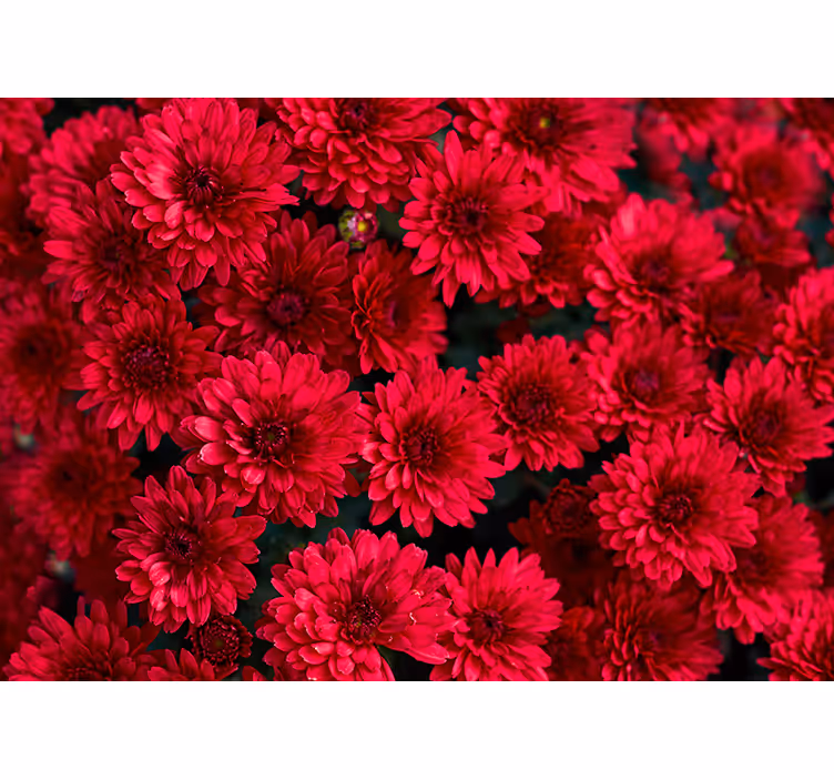 Levendig bloemenontwerp fotobehang bloemen - TenStickers