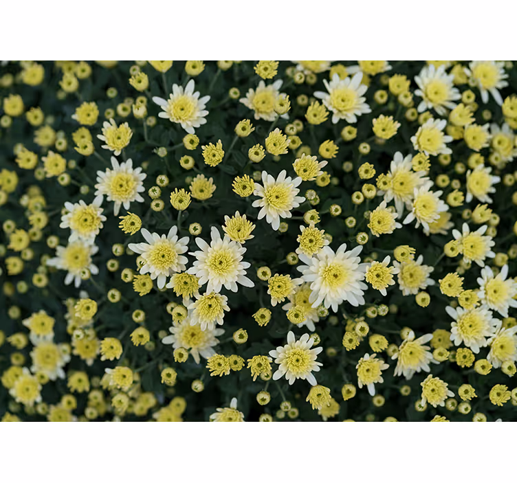 Fotobehang bloemen bloeiende gele bloemen - TenStickers