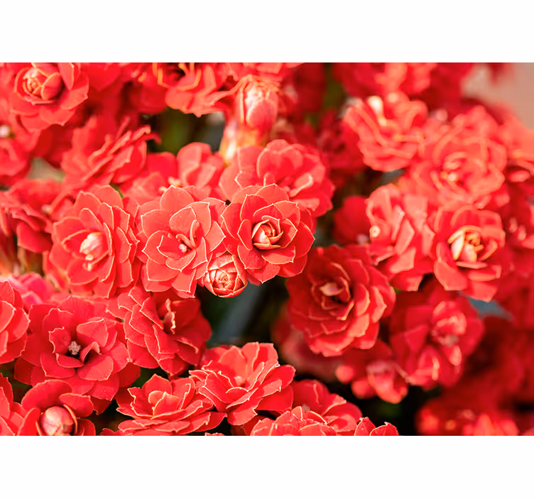 Rode bloesem fotobehang bloemen - TenStickers