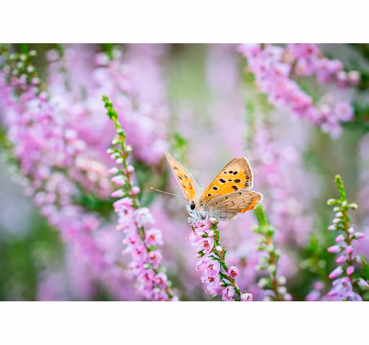 Vlinder op bloesem fotobehang bloemen - TenStickers