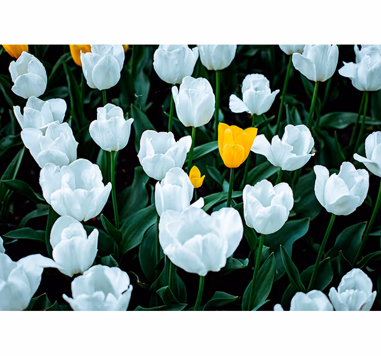 Witte tulpen bloeien fotobehang bloemen - TenStickers
