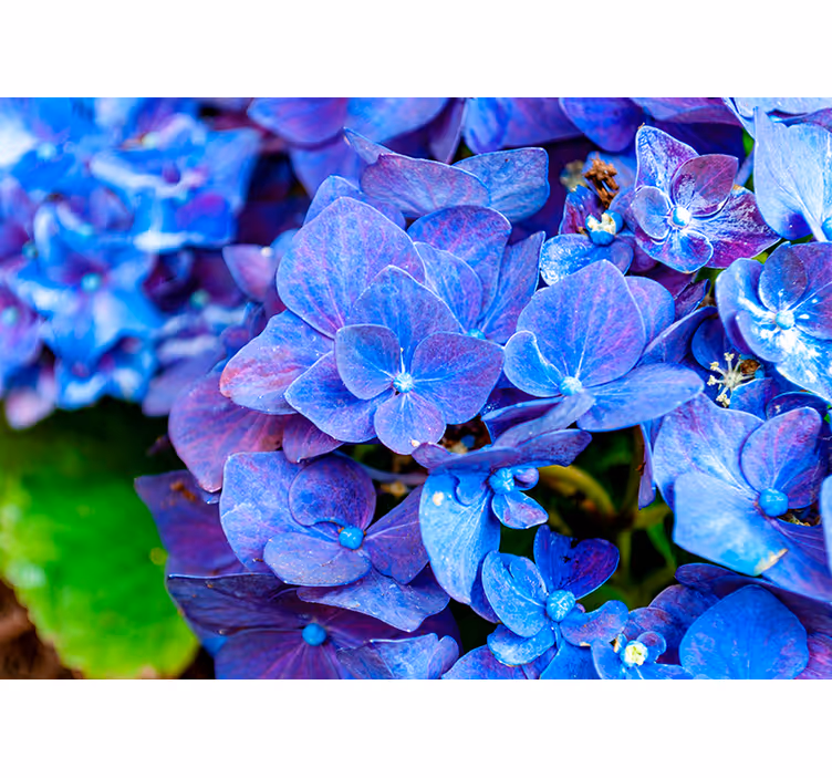 Fotobehang bloemen levendige hortensiabloemen - TenStickers