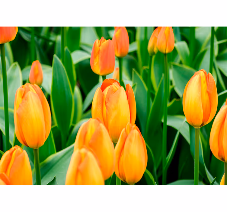 Fotobehang tulpen tulpenbloesems in overvloed - TenStickers