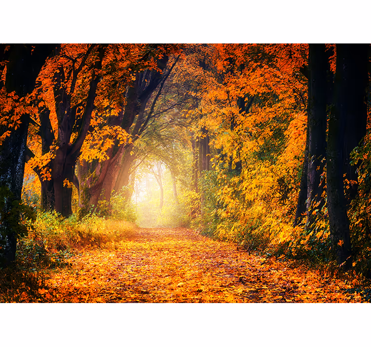 Foto behang bos herfstpad scène - TenStickers