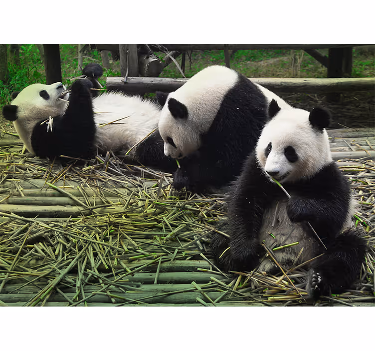 Speelse pandafamilie fotobehang dieren - TenStickers