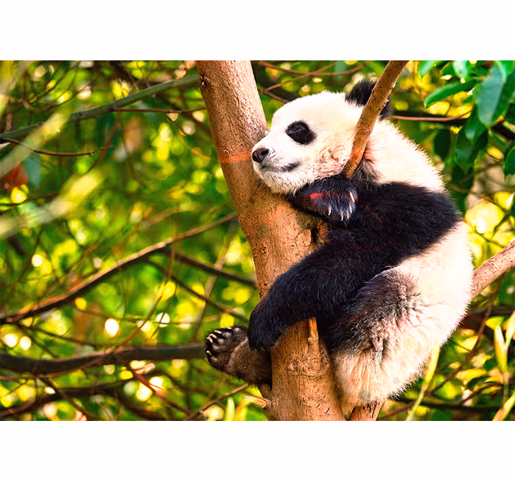 Ontspannende pandawelp fotobehang dieren - TenStickers