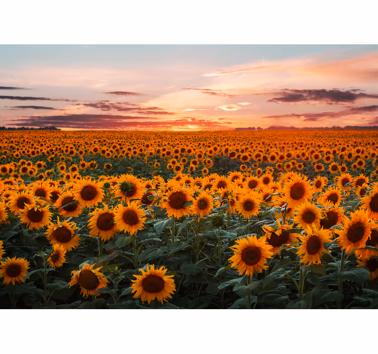 Zonnebloemweide schemering fotobehang bloemen - TenStickers
