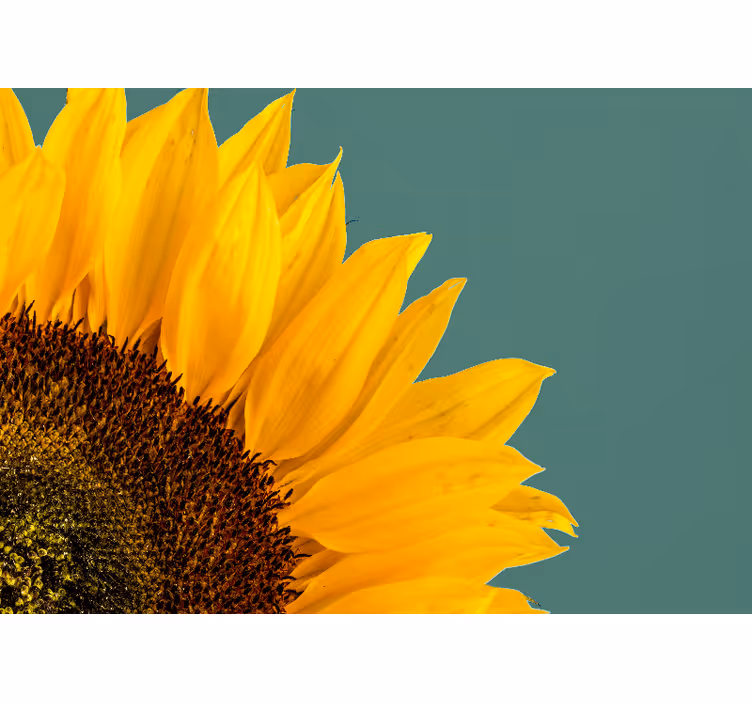 Fotobehang bloemen zonnebloem close-up - TenStickers