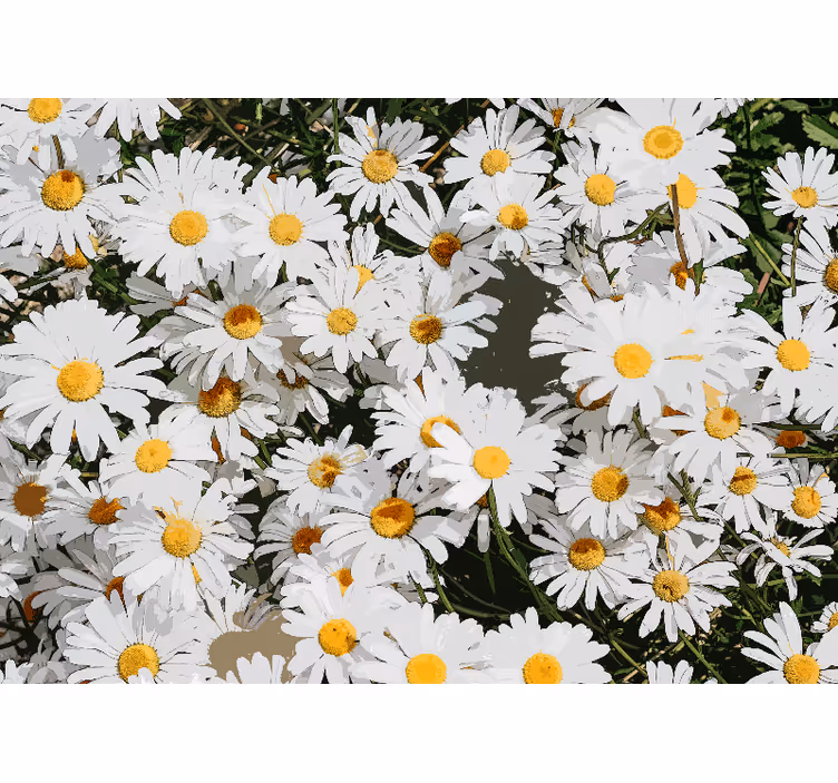Fotobehang bloemen daisy bloesemveld - TenStickers