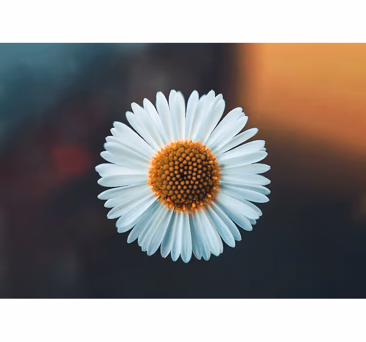 Fotobehang bloemen madeliefjesbloem ontwerp - TenStickers