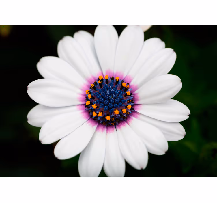 Fotobehang bloemen witte bloesem - TenStickers