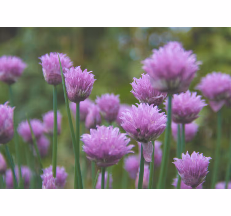 Fotobehang bloemen bieslook bloemcluster - TenStickers
