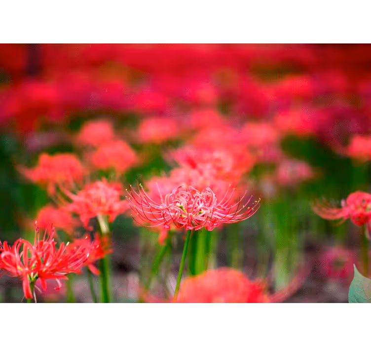 Fotobehang klaprozen levendige karmijnrode bloemen - TenStickers