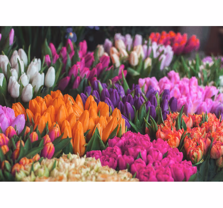 Fotobehang bloemen tulpen tuin weergave - TenStickers