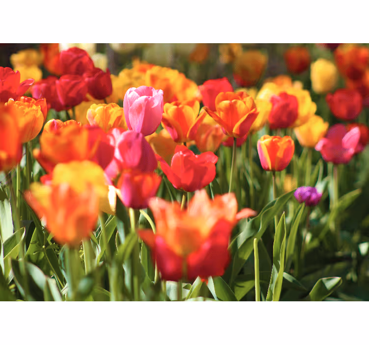 Fotobehang bloemen vibrant tulpenveld - TenStickers