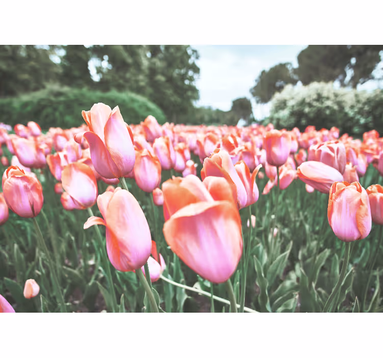 Fotobehang klaprozen tulpenveld bloei - TenStickers