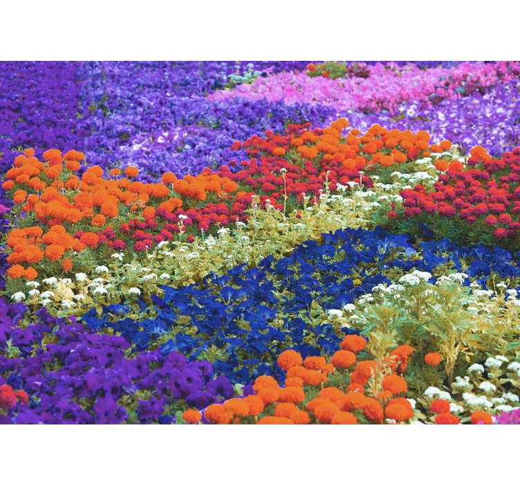 Kleurrijk veld fotobehang andere bloemen - TenStickers