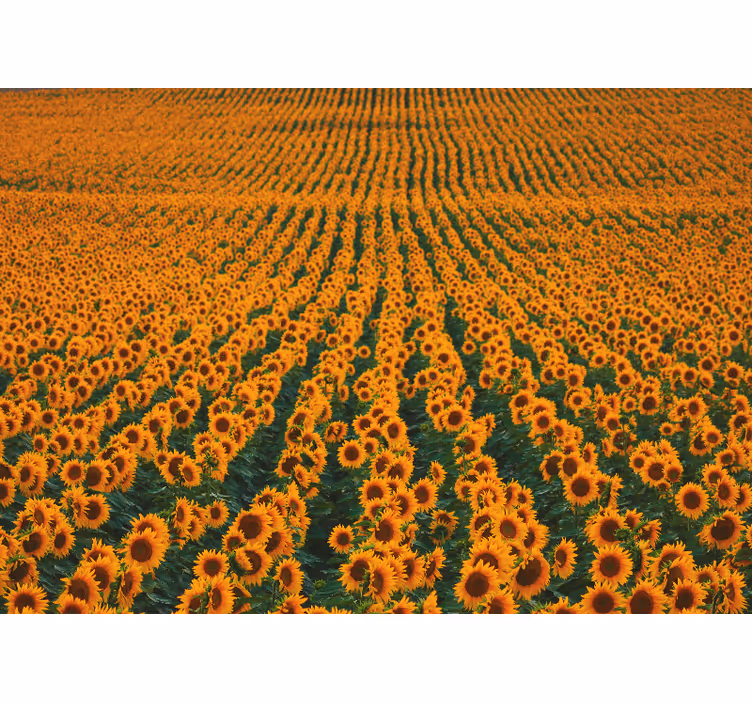 Fotobehang bloemen zonnebloemenweide - TenStickers