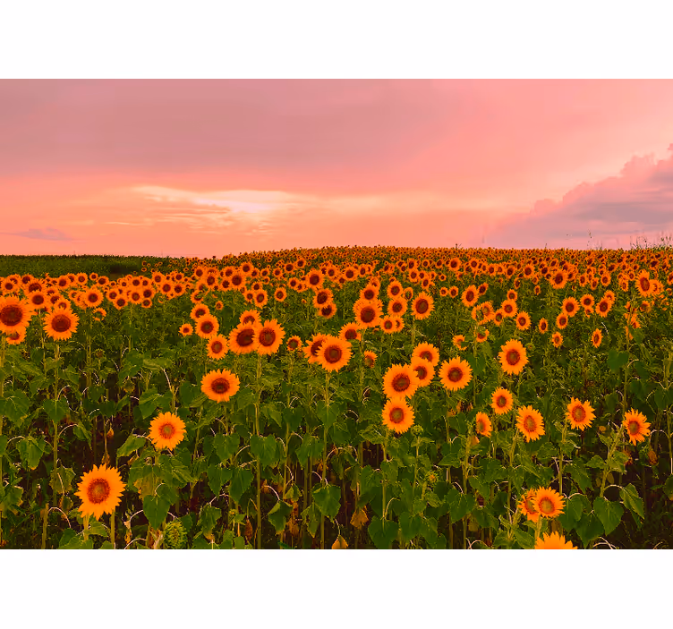Fotobehang bloemen kleurrijk zonnebloemenveld - TenStickers
