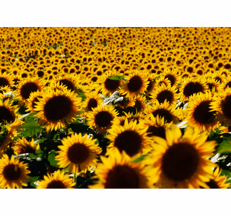 Fotobehang bloemen zonnebloemenweide bloei - TenStickers